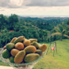 Disfruta de los Mangos y del Columpio de AeroYoga ® en la Casa de la Ceiba Puerto Rico, Yoga Aéreo